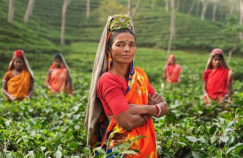 Tea Plantation labourers, Image Courtesy: Pixabay.com