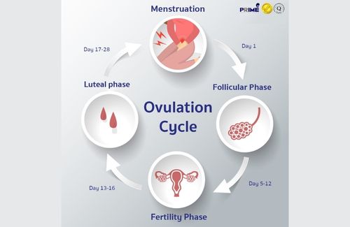 ovulation cycle and pms