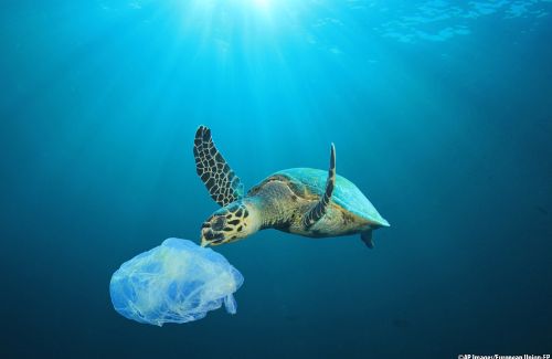 Turtles cannot different between plastic and jelly fish