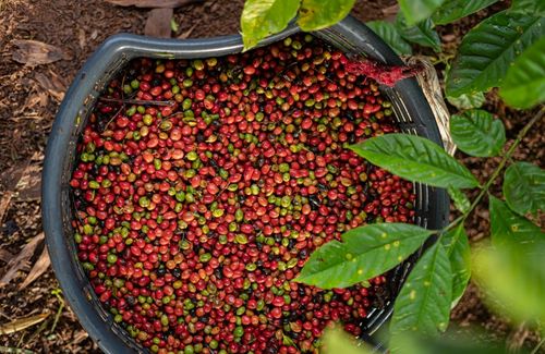 coffee beans harvest