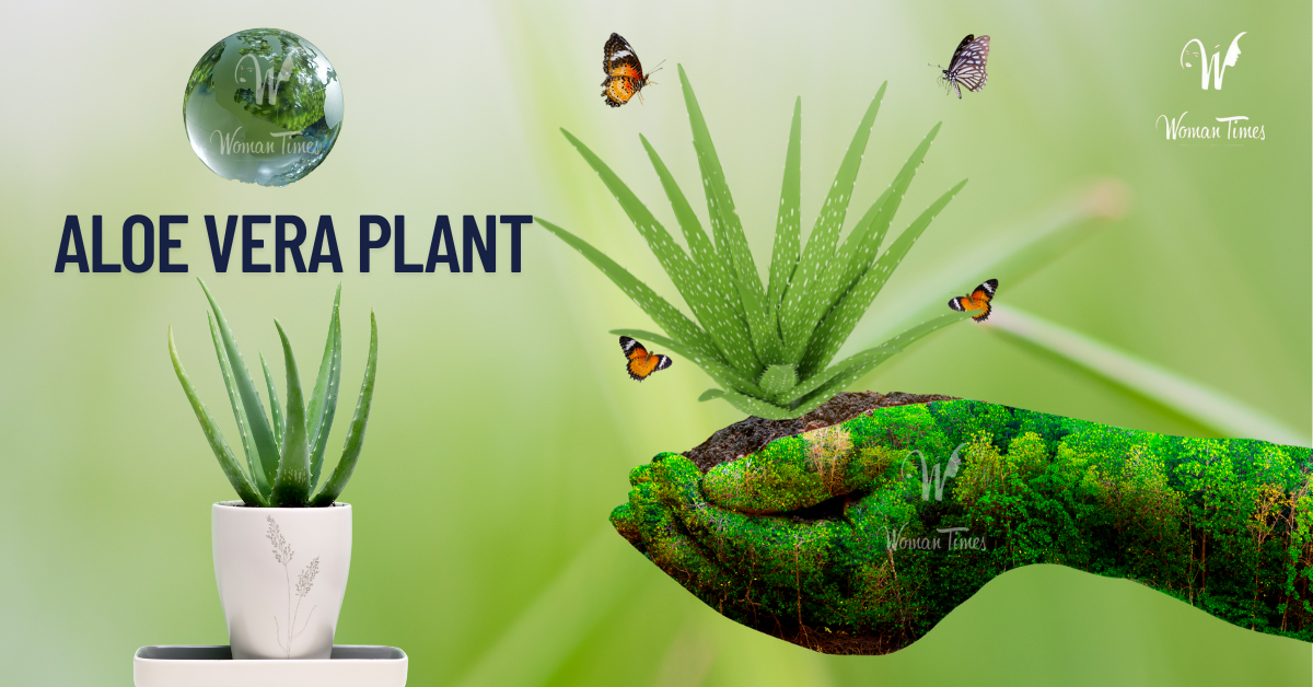 Aloe Vera Plant in Vastu Shastra: A Natural Source of Positive Energy and Good Fortune